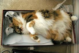 Image result for cats in shoe boxes