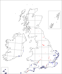 Trifolium glomeratum | Online Atlas of the British and Irish Flora