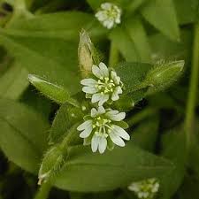 Common Mouse-Eared Chickweed (Cerastium fontanum)
