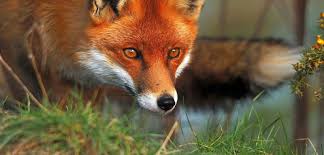 Image result for foxes