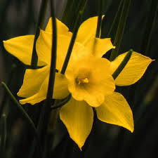 Narcissus - odorus Linnaeus (campernelli)