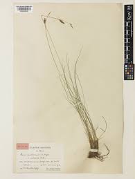 Carex pediformis C.A.Mey. | Plants of the World Online | Kew Science