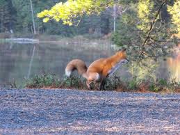 Image result for fox pooping animation