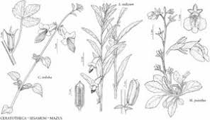 Pedaliaceae - FNA