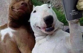 Funny Dog Photos, Memes and Animated GIFs | Motley Dogs via Relatably.com