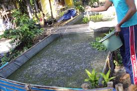 Image result for TERNAK LELE