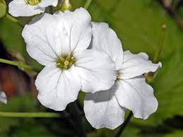 Cardamine heptaphylla - Wikipedia