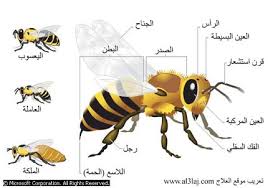  شركة مكافحة حشرات بشرق الرياض ابادة عالم الحشرات بالرياض 0566884259 0544769049 0540736424  Images?q=tbn:ANd9GcRI54Ev0PvsLIA7w60T6v7bQ8AAFbfO_NhdOtySanqKRJy-SJeQ