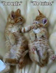 Image result for cute kitten quotes ' go on without me!'