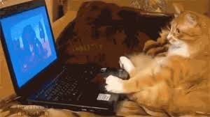 Image result for cats watching a movie