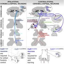 Cerebellospinal Neurons Regulate Motor Performance and Motor ...