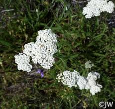 Achillea millefolium - inland form - California Flora Nursery
