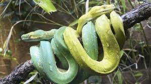Image result for steven jarrott: seven snakes: