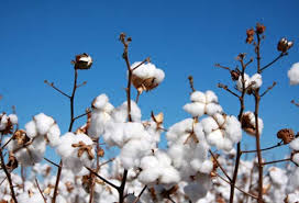 cotton plants ile ilgili görsel sonucu