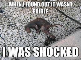 When i found out it wasnt edible i was shocked - Shocked Possum ... via Relatably.com