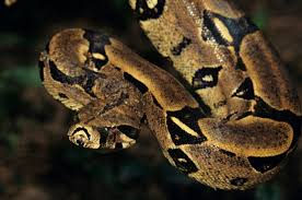 Image result for boa constrictor