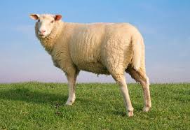 Image result for sheep being drug away image