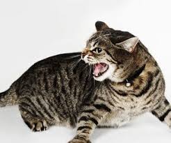 Image result for google images agitated cat