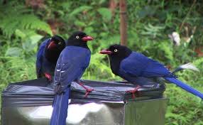 Image result for birds blue