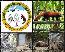 Padmaja Naidu Himalayan Zoological Park, Darjeeling