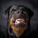 dog growl Meme Generator - Imgflip via Relatably.com