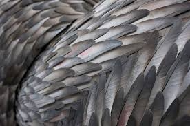 Image result for feathers close up tumblr