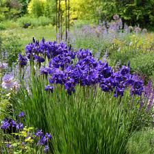 Iris sibirica Caesars Brother | White Flower Farm
