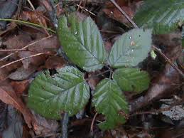 Rubus armeniacus - Wikipedia