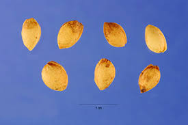 Plants Profile for Prunus fruticosa (European dwarf cherry)