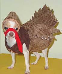 Image result for cats dressed as turkeys