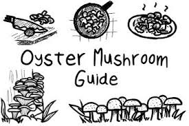 Oyster Mushrooms: The Definitive Guide – Grow Your Pantry