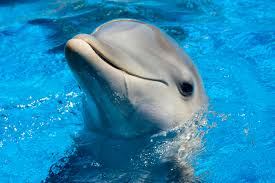 Image result for cute dolphins