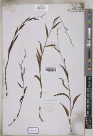 Persicaria mitis (Schrank) Assenov | Plants of the World Online ...