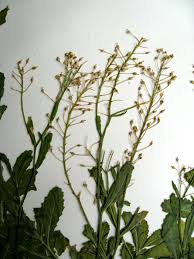 Rorippa austriaca Calflora