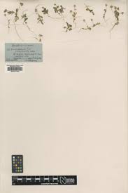 Viola hymettia Boiss. & Heldr. — Google Arts & Culture