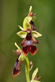 Ophrys insectifera - Wikipedia