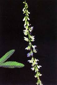 Plants Profile for Melilotus officinalis (sweetclover)
