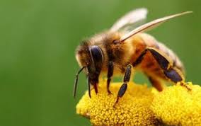 Αποτέλεσμα εικόνας για μελισσες
