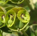 Lathyrus gorgoni (R Pea) : MaltaWildPlants.com - the online Flora of ...