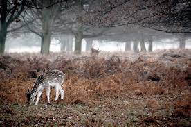 Image result for pictures of richmond park