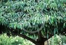 gamboge tree