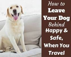 Make sure pet is properly identified tip for traveling with pet in a hotel