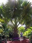 gebang palm