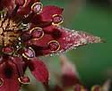 Potentilla palustris (Marsh Cinquefoil): Minnesota Wildflowers
