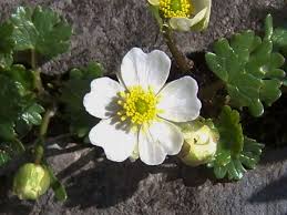 Ranunculus alpestris - Wikipedia