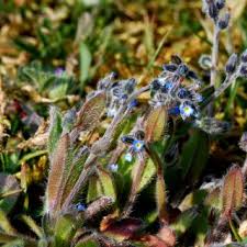 Myosotis ramosissima | Online Atlas of the British and Irish Flora