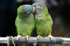 pictures of 2 parrots kissing images animated