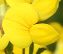 Lotus corniculatus (Birds-foot Trefoil): Minnesota Wildflowers