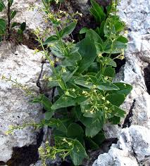 Scheda IPFI, Acta Plantarum Valeriana_elongata