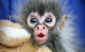 Image result for baby monkey